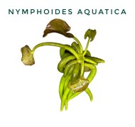 Nymphoides Aquatica